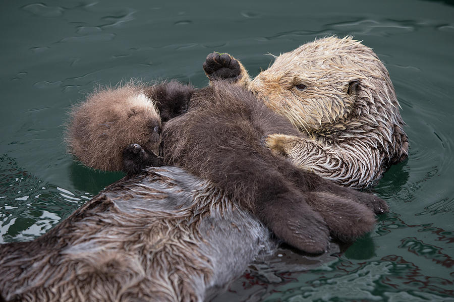 Sea Otter Mother And Newborn Pup, Monterey, California, Usa Photograph ...