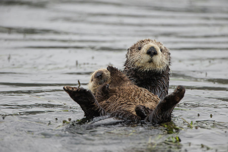 Sea Otter Mother And Pup, Monterey, California, Usa Photograph by Suzi ...