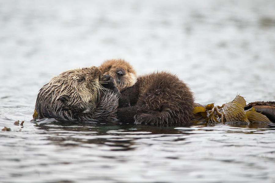 Sea Otter Mother Holding Pup Monterey Bay California