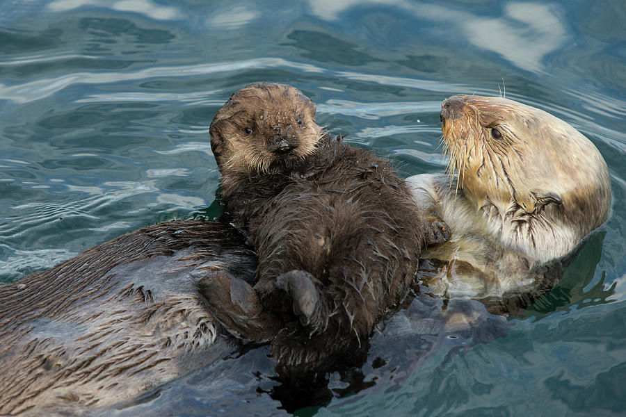 Sea Otter Pup Atop Mother Photograph by Suzi Eszterhas - Fine Art America