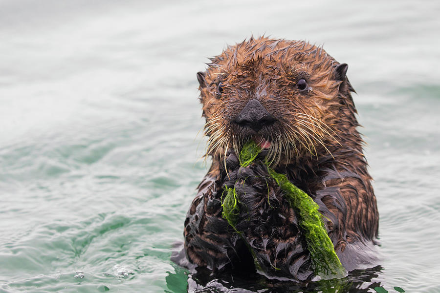 Sea Otter Pup Playing With Seaweed Photograph by Sebastian Kennerknecht
