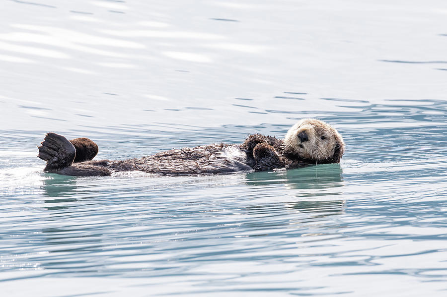 Sea Otter Relaxes on the Water Photograph by Tony Hake | Fine Art America