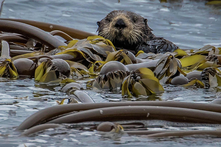 Sea Otter Photograph by Steven A Bash