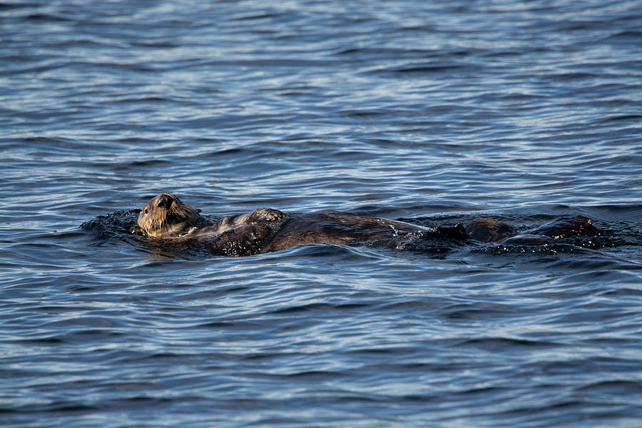 Sea Otter Taking It Easy Photograph by Patrick Nowotny