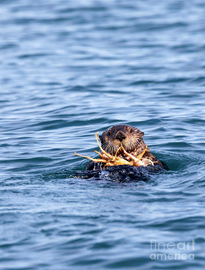 Sea otter with a large king crab Photograph by Louise Heusinkveld