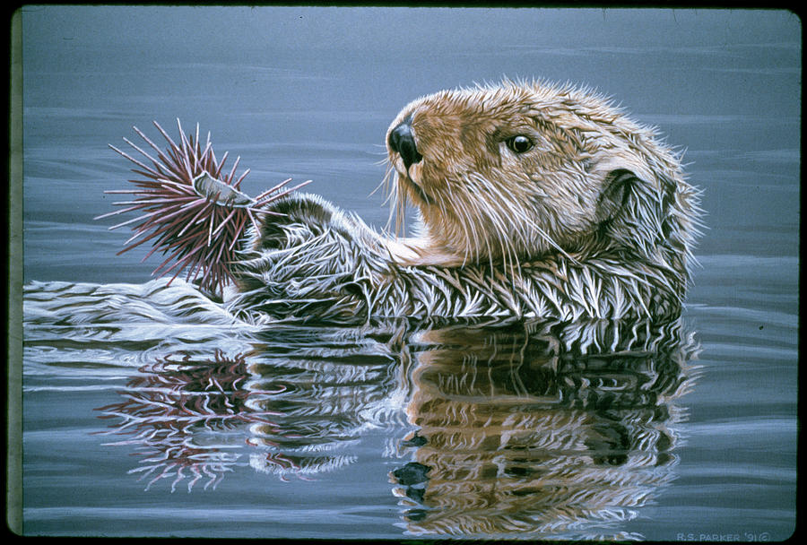 Animal Painting - Sea Otter With Urchin by Ron Parker