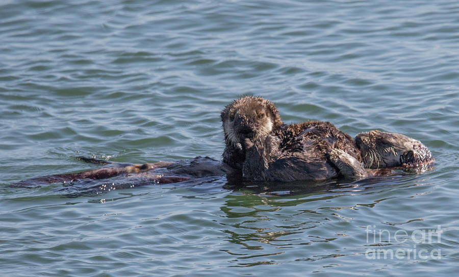 Sea Otters Photograph - Sea Otters 7D-C9914 by Stephen Parker