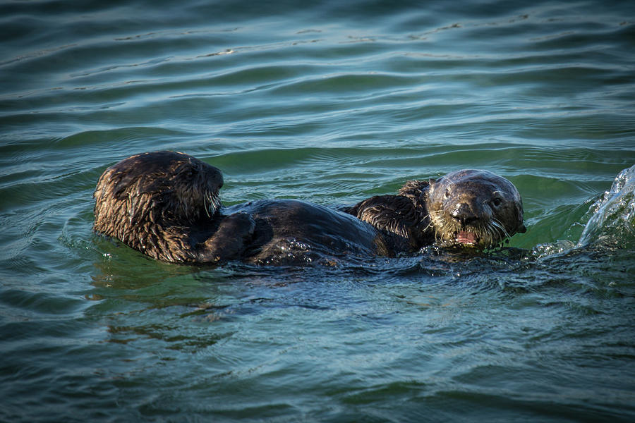 Sea Otters at Play Photograph by Donald Pash