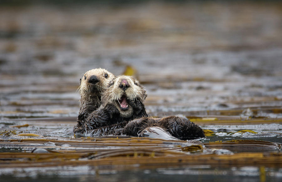 Sea Otters (enhydra Lutris) Photograph By Max Seigal - Fine Art America