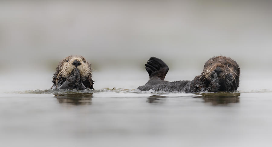 Wildlife Photograph - Sea Otters Rafting by Jinchao Lyu