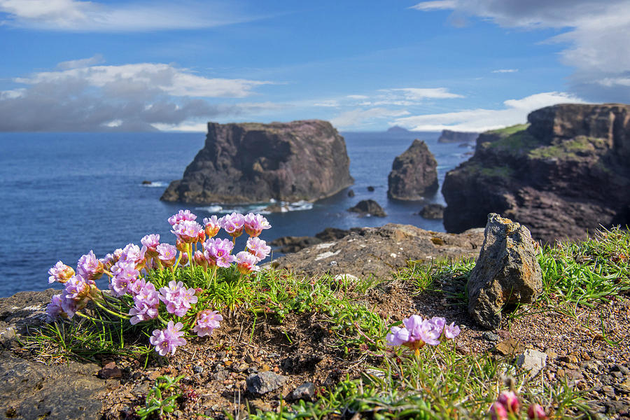 Sea Pink Flowers on Scottish Cliff Top Photograph by Arterra Picture Library