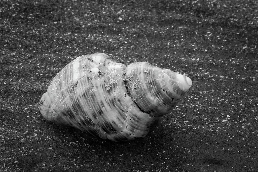 Sea Rim Shell 10 Photograph by David Heilman