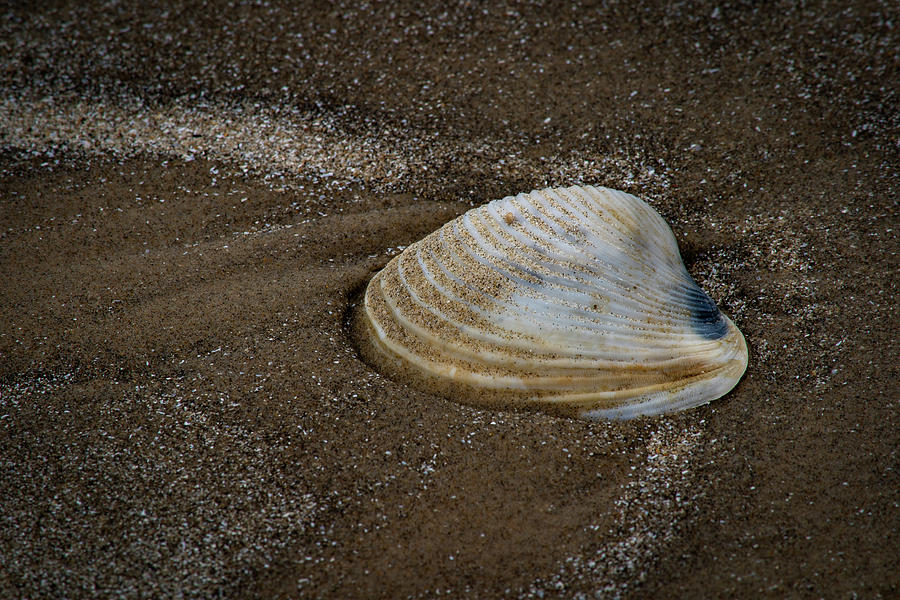 Sea Rim Shell 2 Photograph by David Heilman