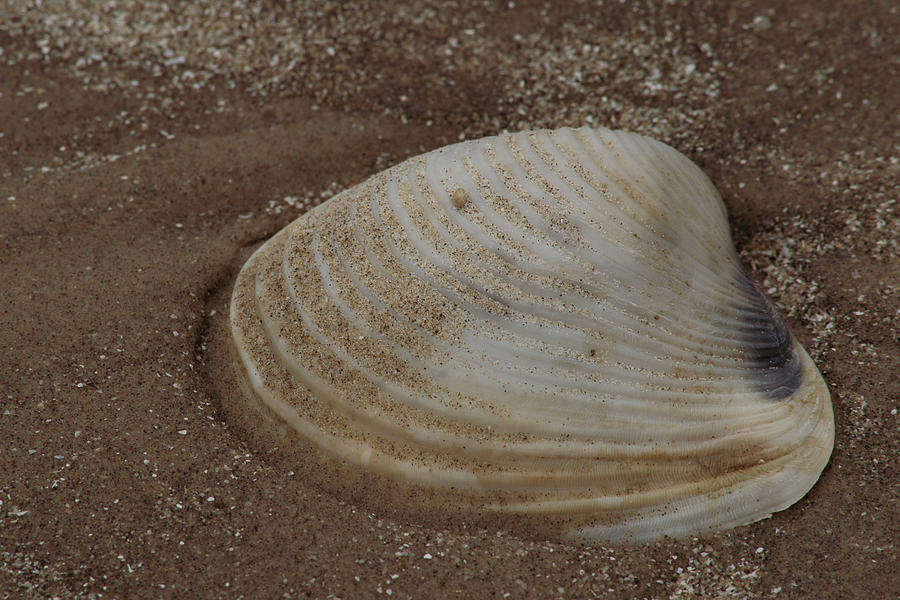 Sea Rim Shell 3 Photograph by David Heilman