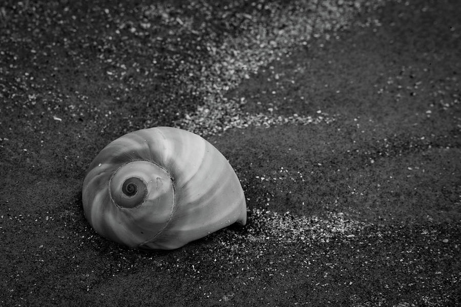Sea Rim Shell 4 Photograph by David Heilman
