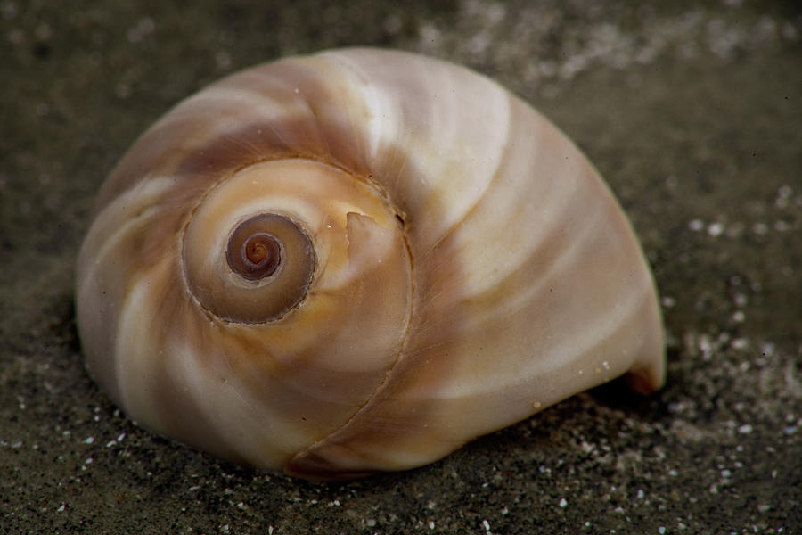 Sea Rim Shell 5 Photograph by David Heilman