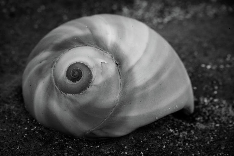 Sea Rim Shell 6 Photograph by David Heilman
