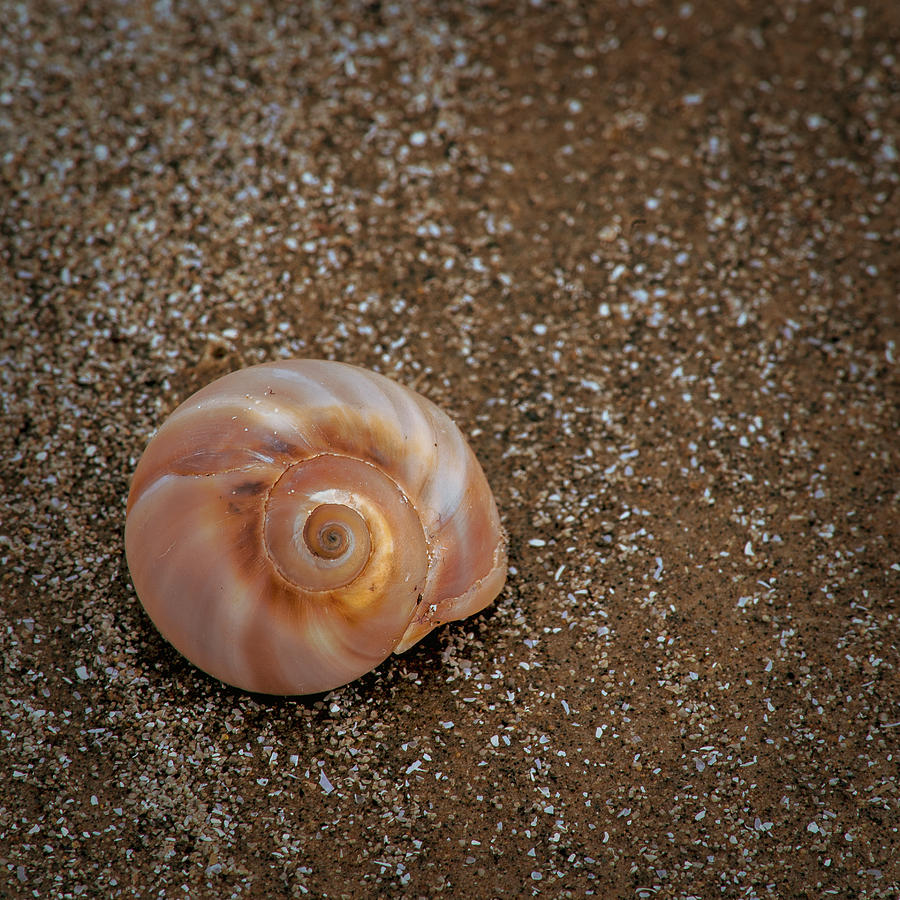 Sea Rim shell 7 Photograph by David Heilman