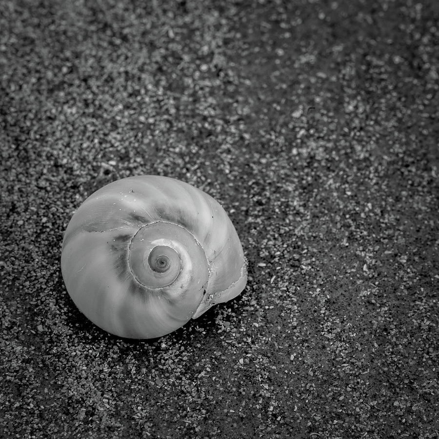 Sea Rim Shell 8 Photograph by David Heilman