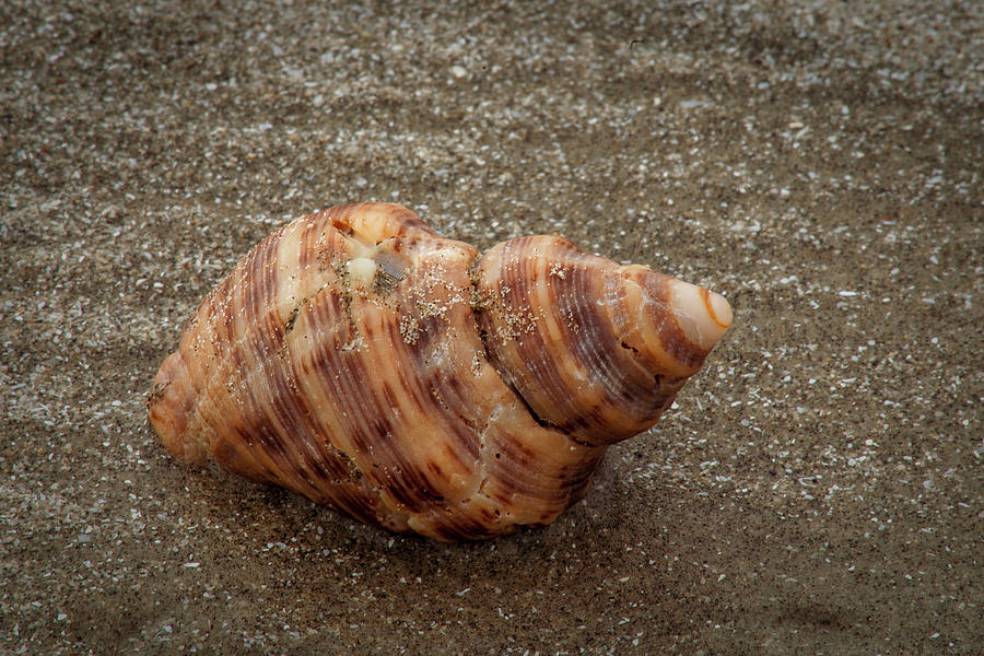 Sea Rim shell 9 Photograph by David Heilman
