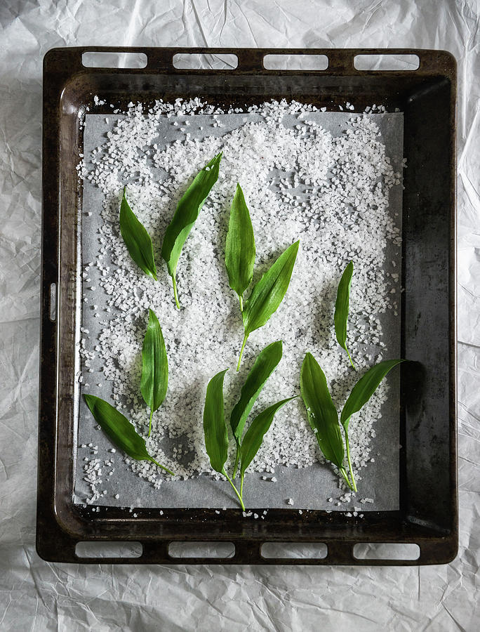 Sea Salt And Fresh Wild Garlic On A Baking Tray for Making Wild Garlic Salt Photograph by Kati Neudert