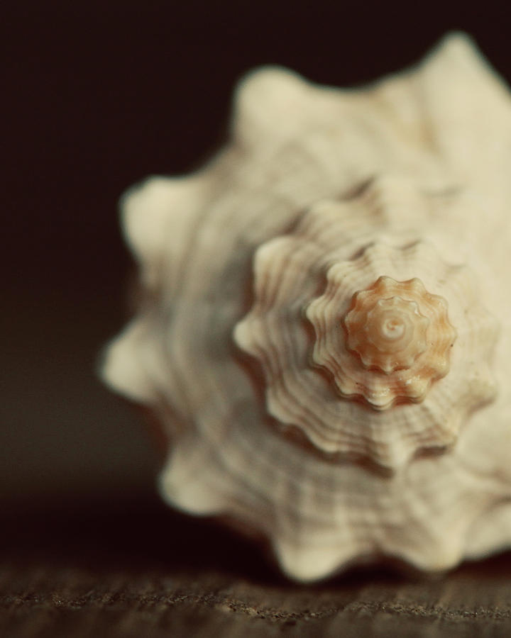 Sea Shell Photograph by Amelia Kay Photography