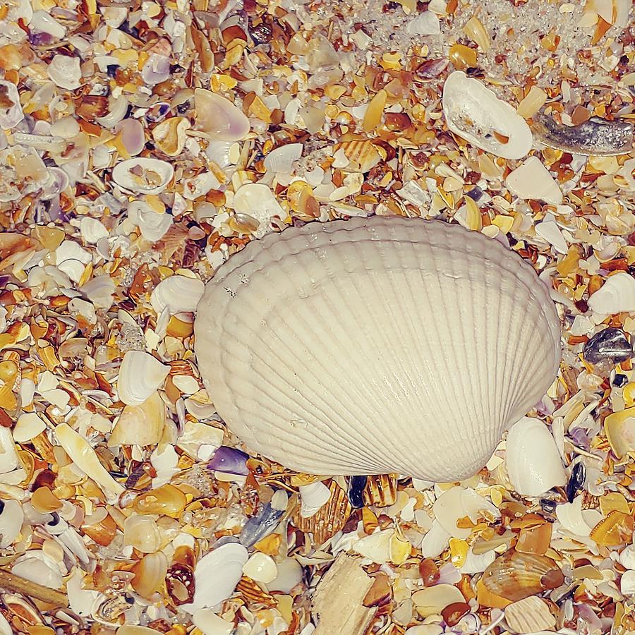 Sea Shell Among Many Photograph by Andrea Murrell | Fine Art America