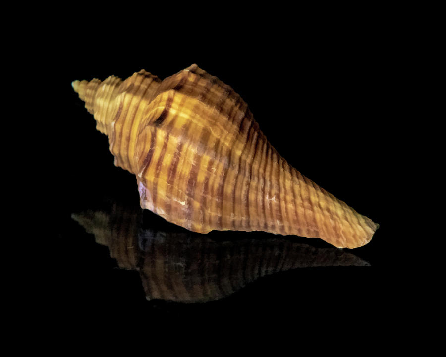 Sea Shell Photograph by Cathy Kovarik