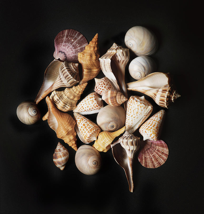 Shell Photograph - Sea Shell Collection by Wiff Harmer