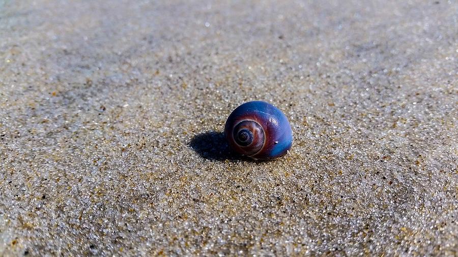 Sea Shell Photograph