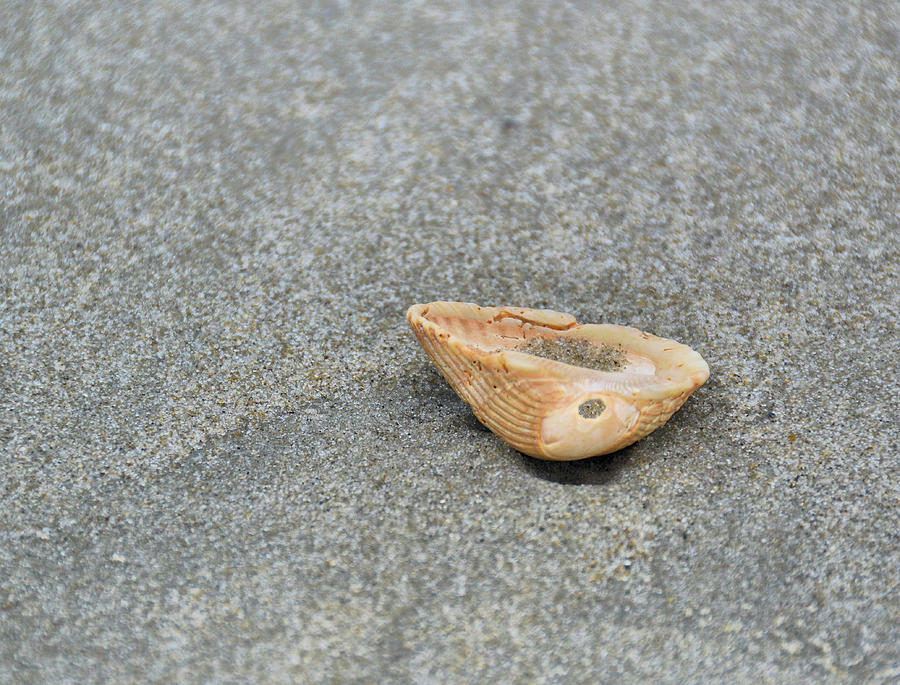 Sea-shell Photograph by JAMART Photography