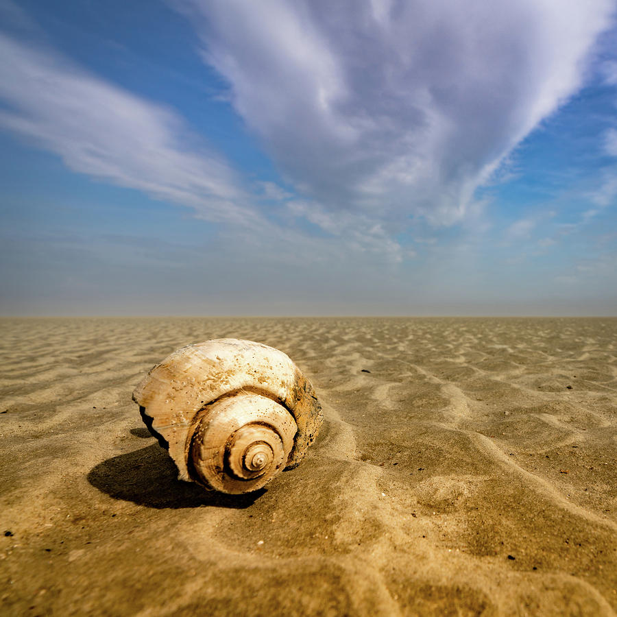 Sea Shell Photograph by Joye Ardyn Durham
