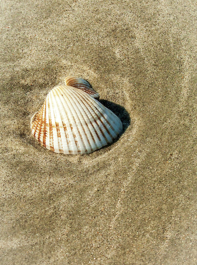 Beach Photograph - Sea Shell by Louis Dallara