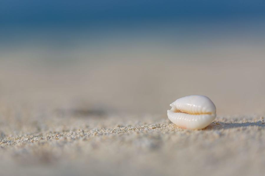 Paradise Photograph - Sea Shell On Beach Over Seascape by Levente Bodo