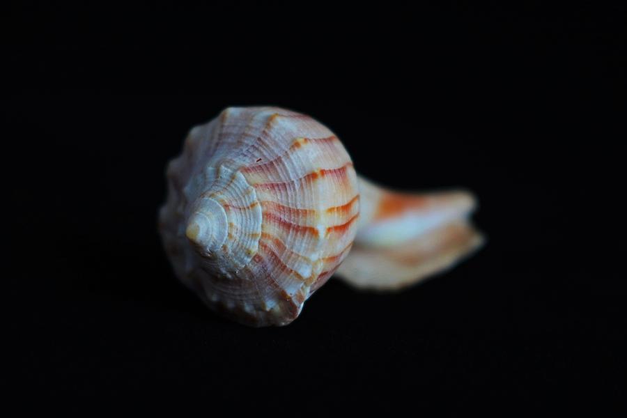 Sea Shell on Black I Photograph by Michiale Schneider