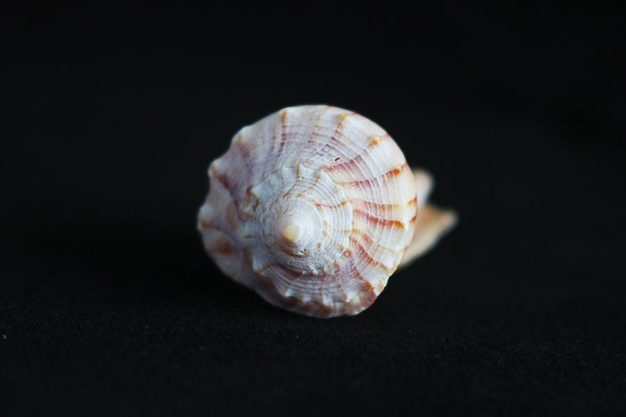 Sea Shell on Black II Photograph by Michiale Schneider