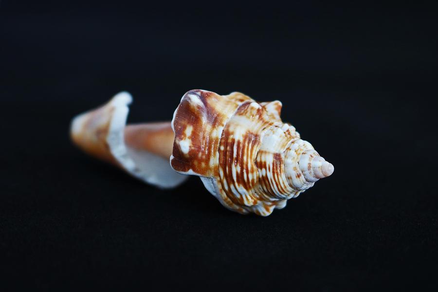 Sea Shell on Black III Photograph by Michiale Schneider