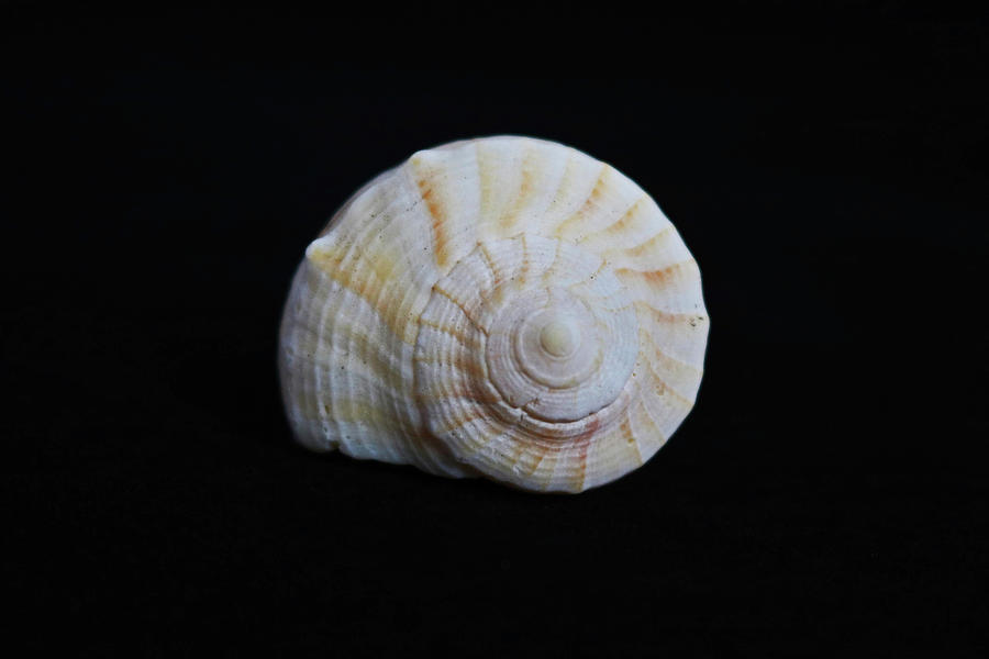 Sea Shell on Black IV Photograph by Michiale Schneider