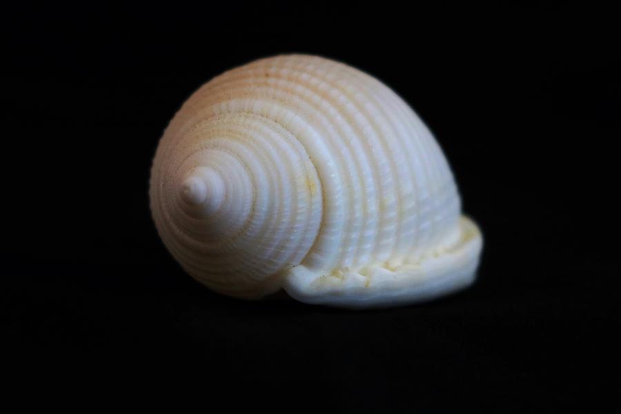 Sea Shell on Black V Photograph by Michiale Schneider