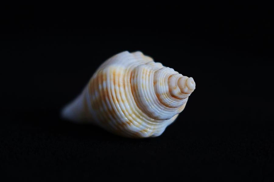 Sea Shell on Black VI Photograph by Michiale Schneider