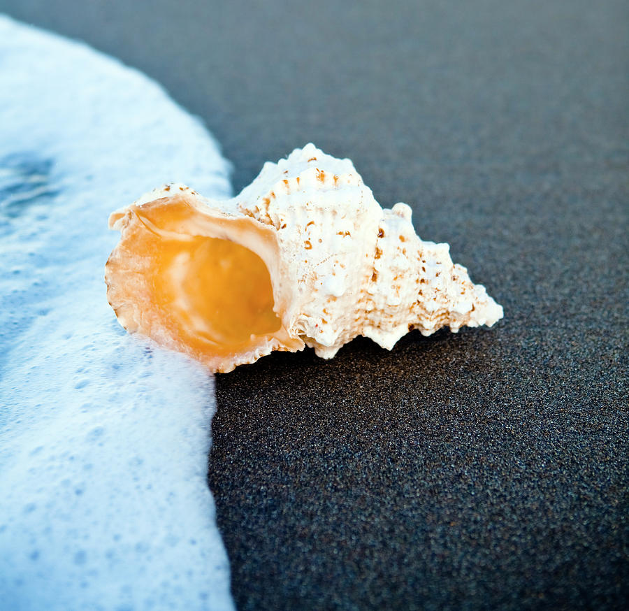 Sea Shell On The Sand Photograph by Caracterdesign