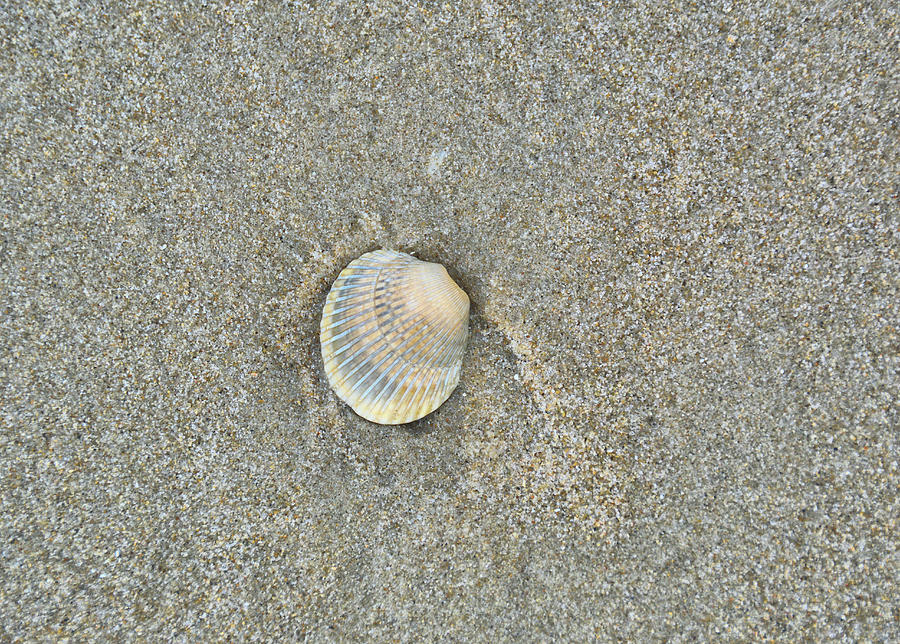 Sea Shell Sally Photograph by JAMART Photography