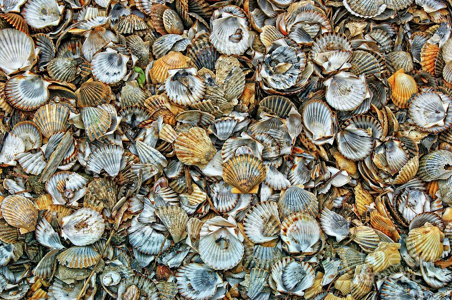 Shell Photograph - Sea Shells by David Birchall