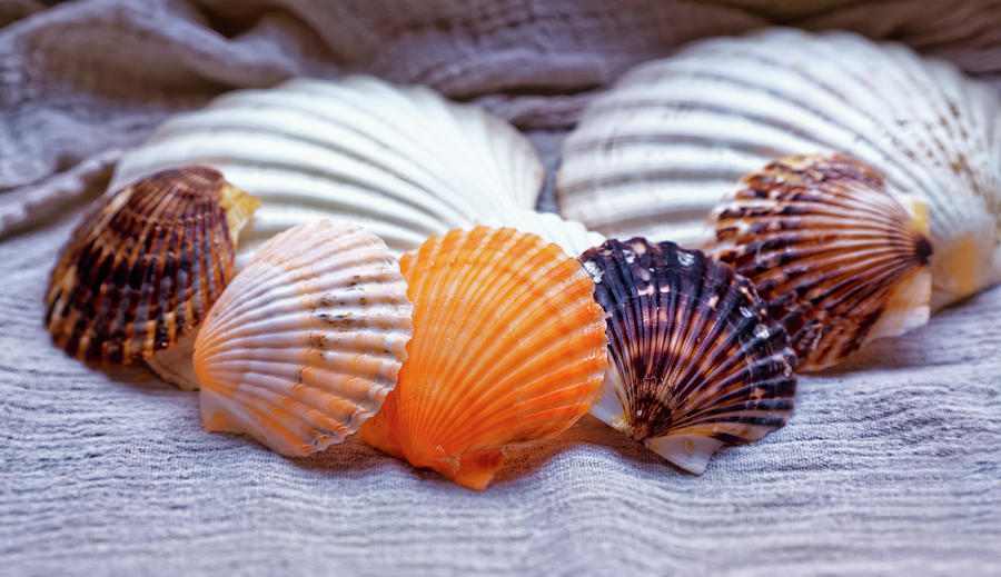 Sea Shells Photograph by Ian Merton