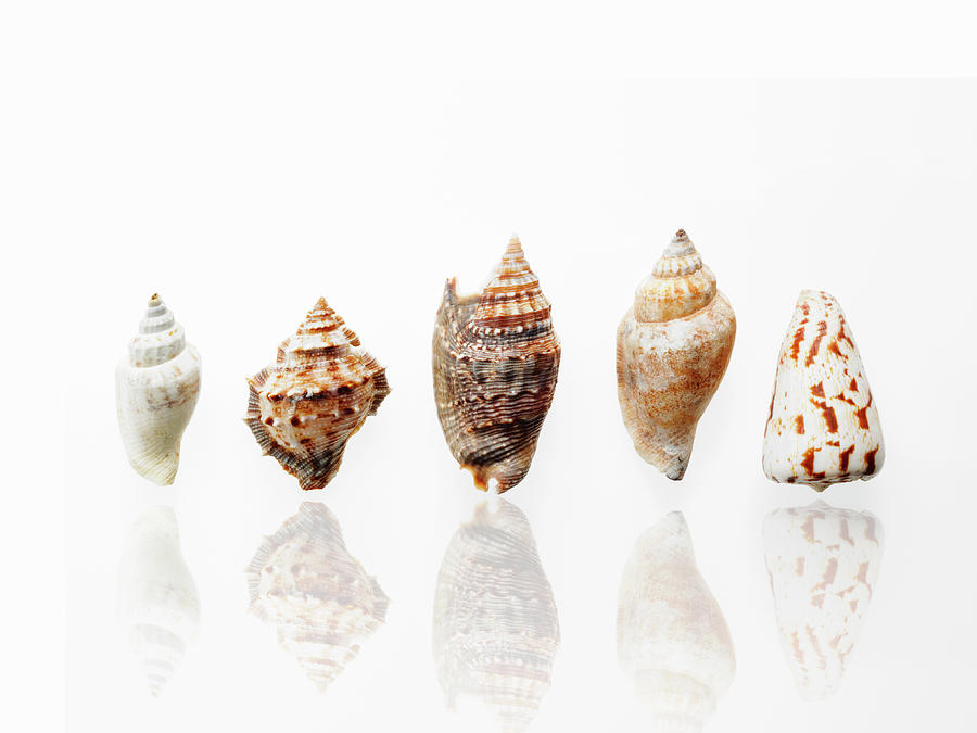 Sea Shells In A Row, Showing A Variety Photograph by Mint Images/ David Arky