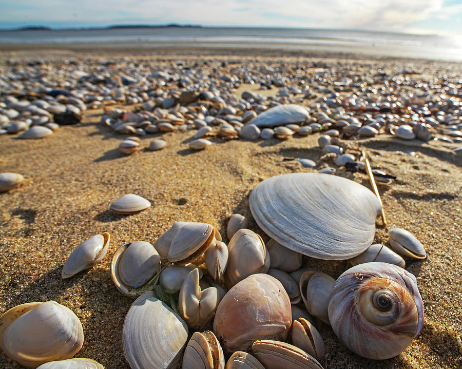Sea Shells on Revere Beach Revere MA Photograph by Toby McGuire - Fine ...