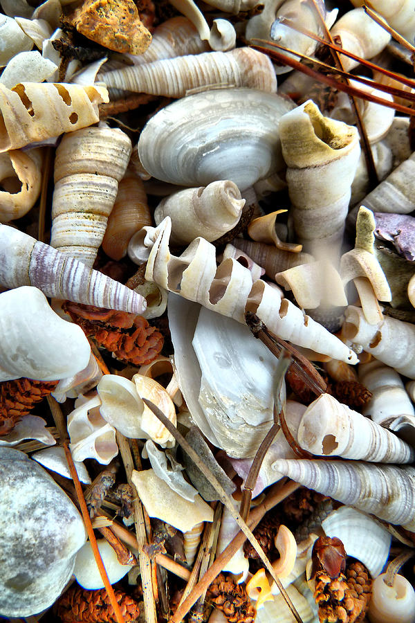 Sea Shells Photograph by Steve Taylor Photography