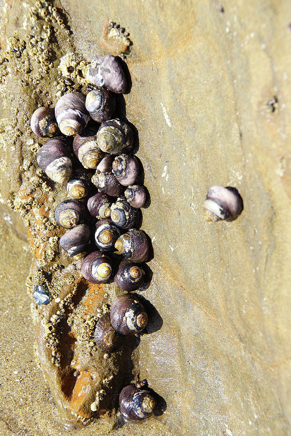 Sea snail cluster  Photograph by Steve Estvanik