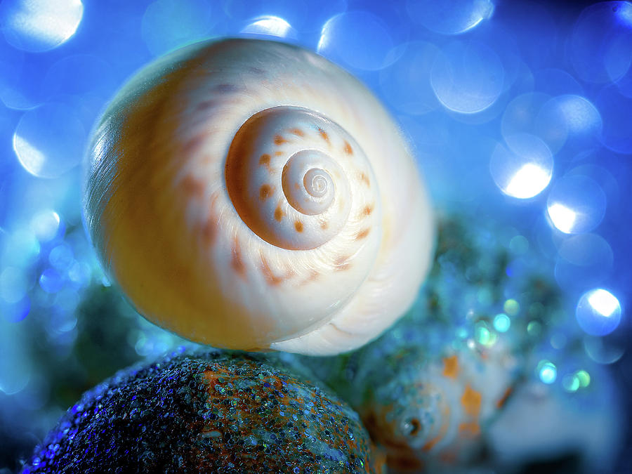 Sea Snail Shell Photograph by Luis Vasconcelos