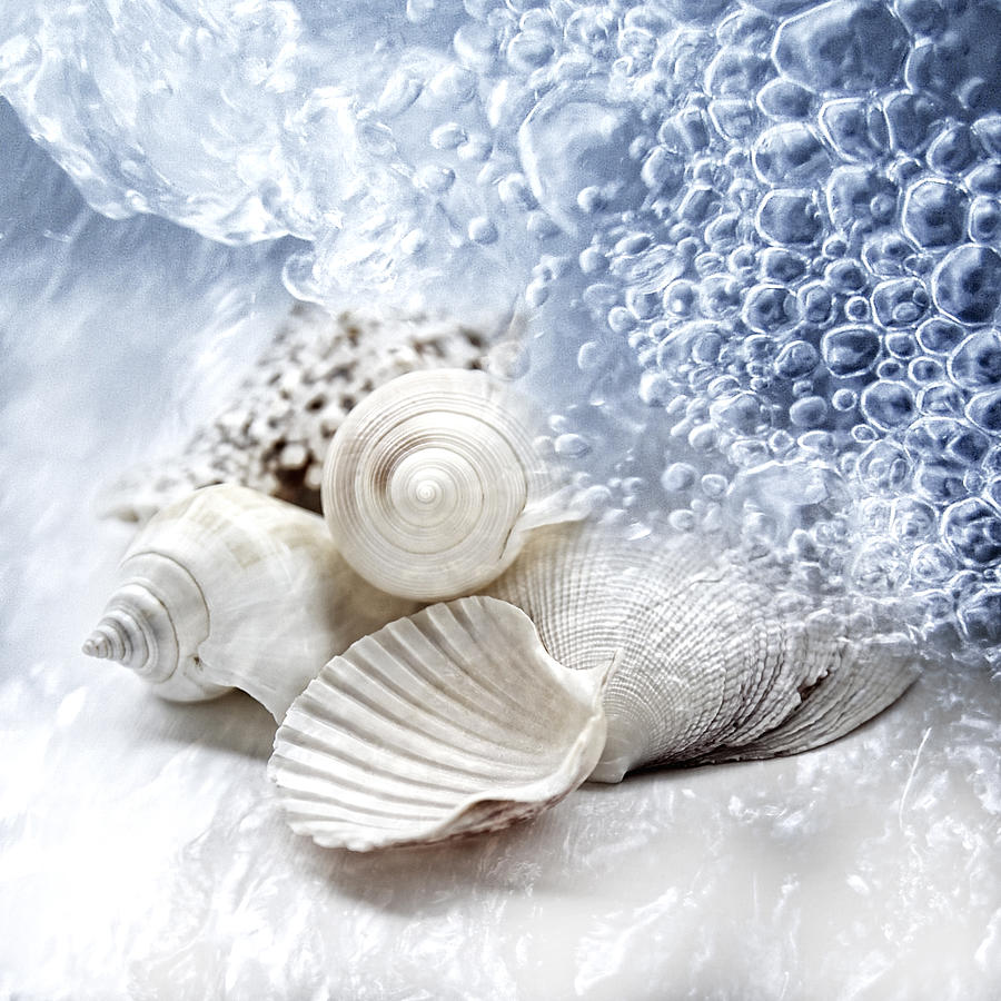Sea Snails Photograph by Maika 777